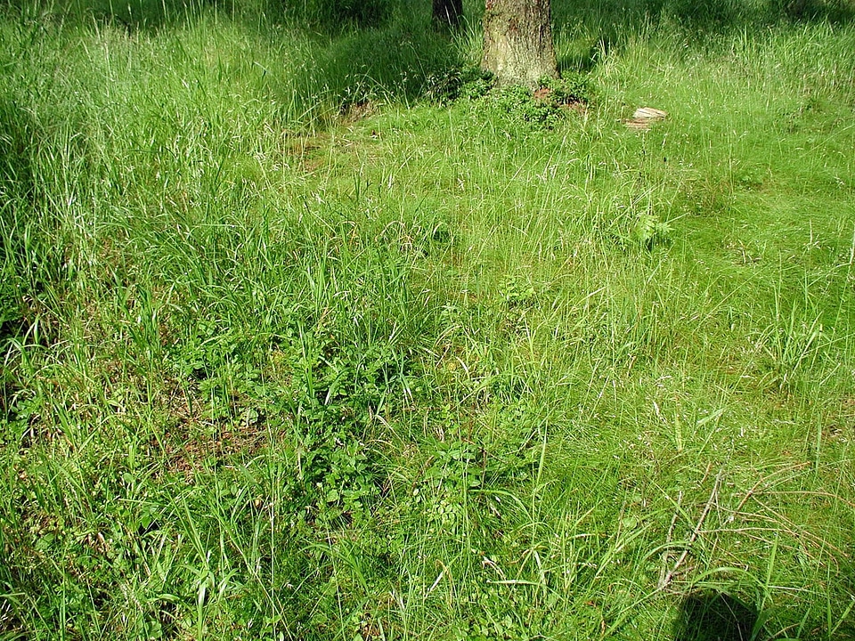 Grass Plants Primula veris 