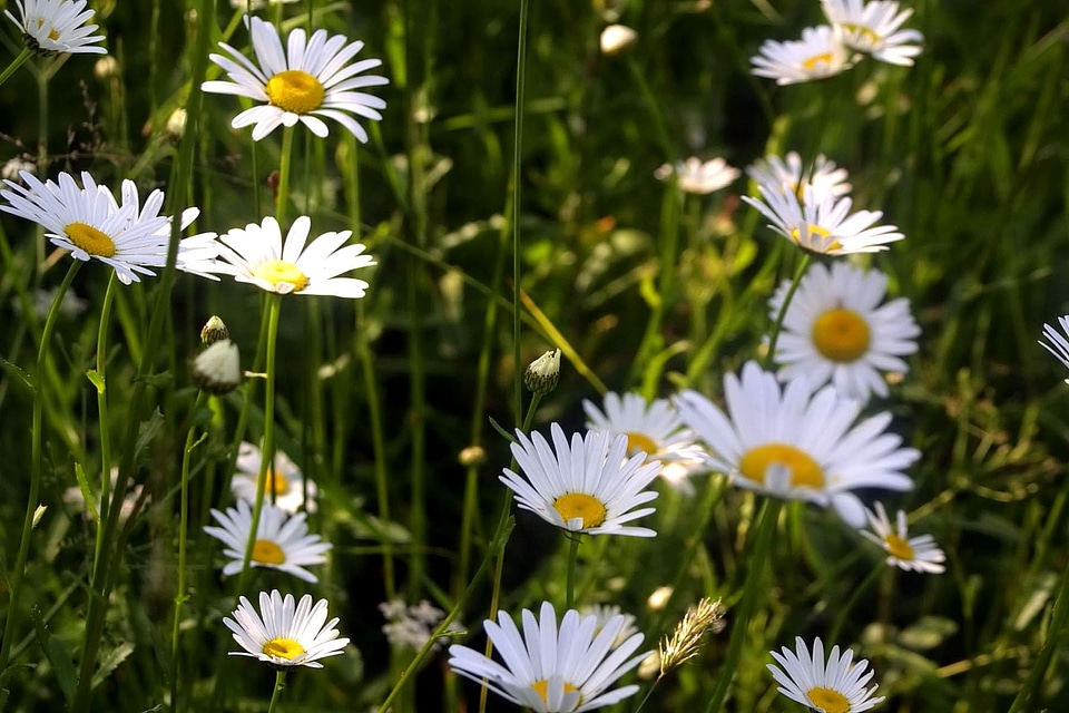 Blossoming flowers grass plants