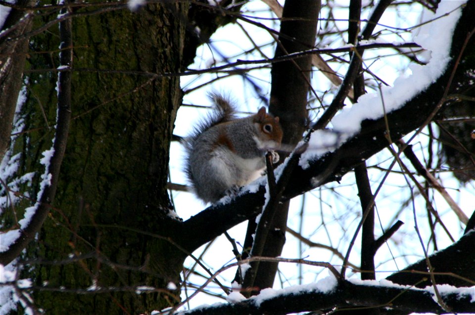 Snowy Newsham Park 9 photo