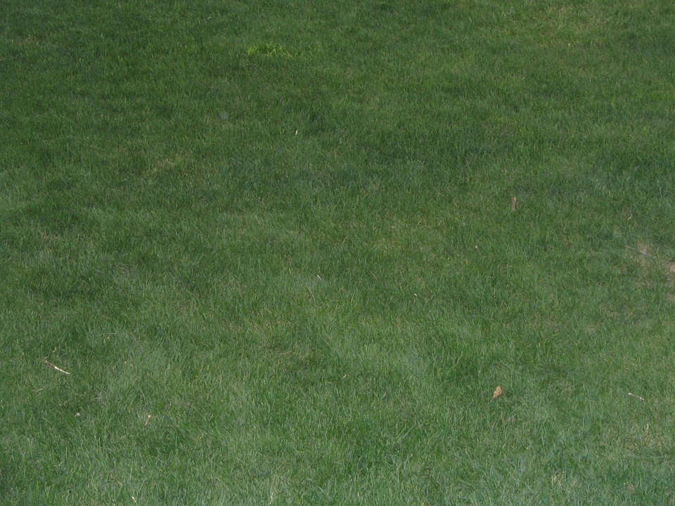 Grass Plants  