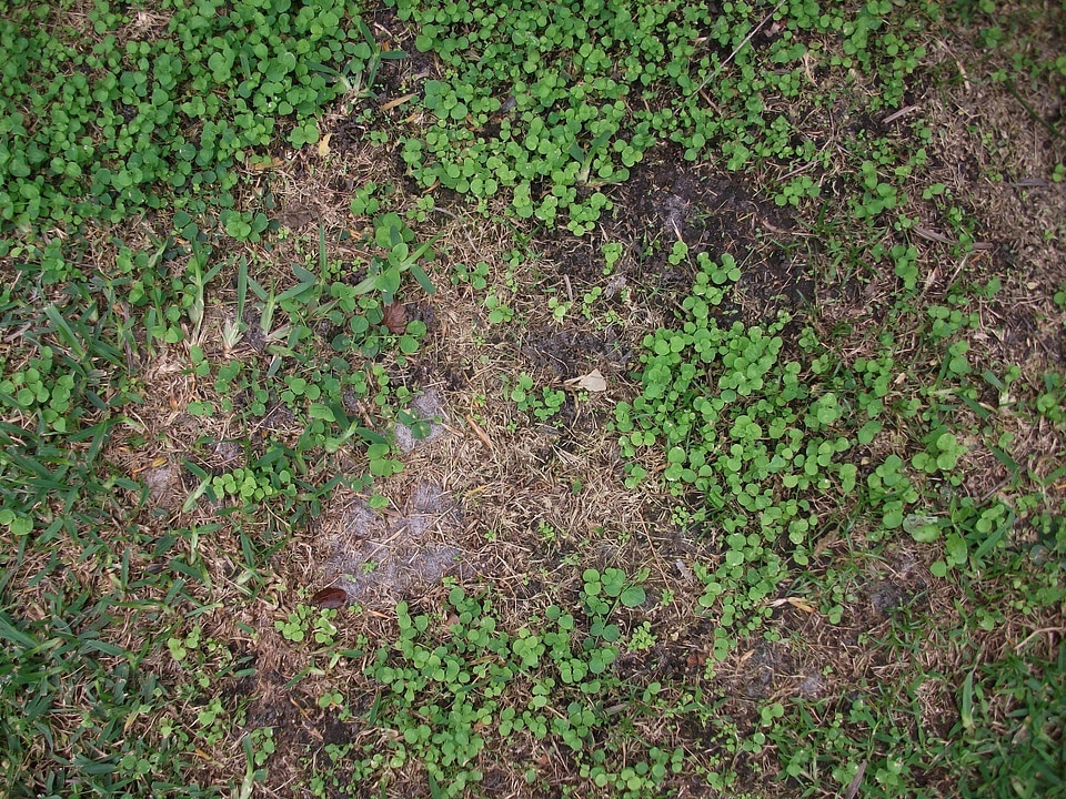 Dirt dollar grass plants