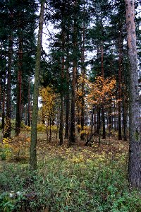 Helsinki 2011 Trip: Front Door Forests photo