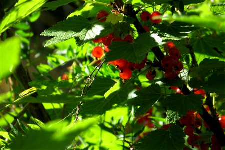 Fruits Of The Forest