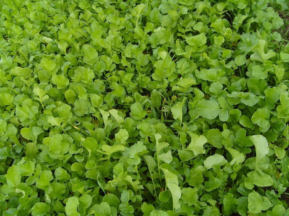 Grass Plants greenery 