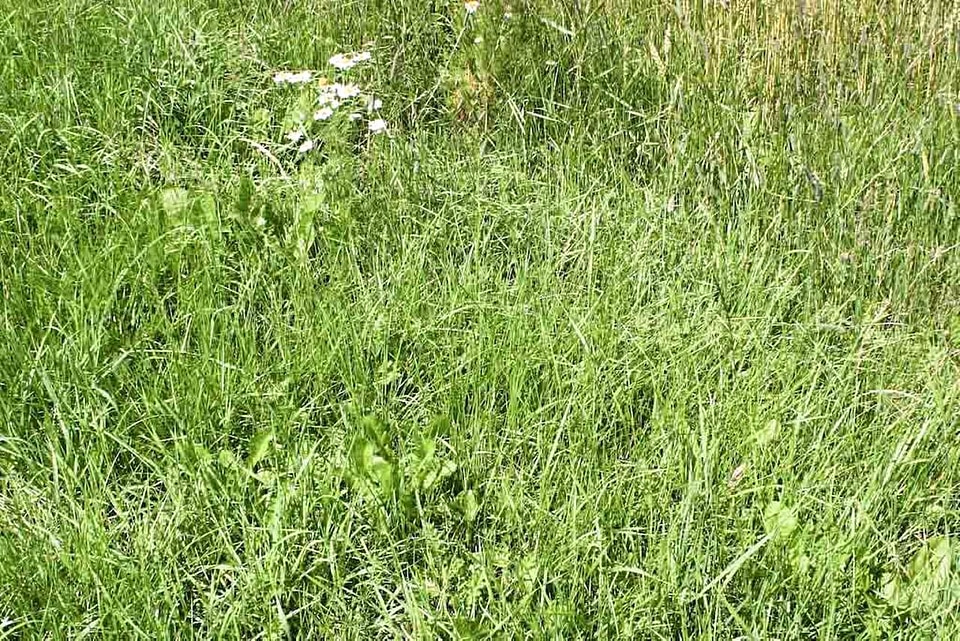 Grass Plants greenery 