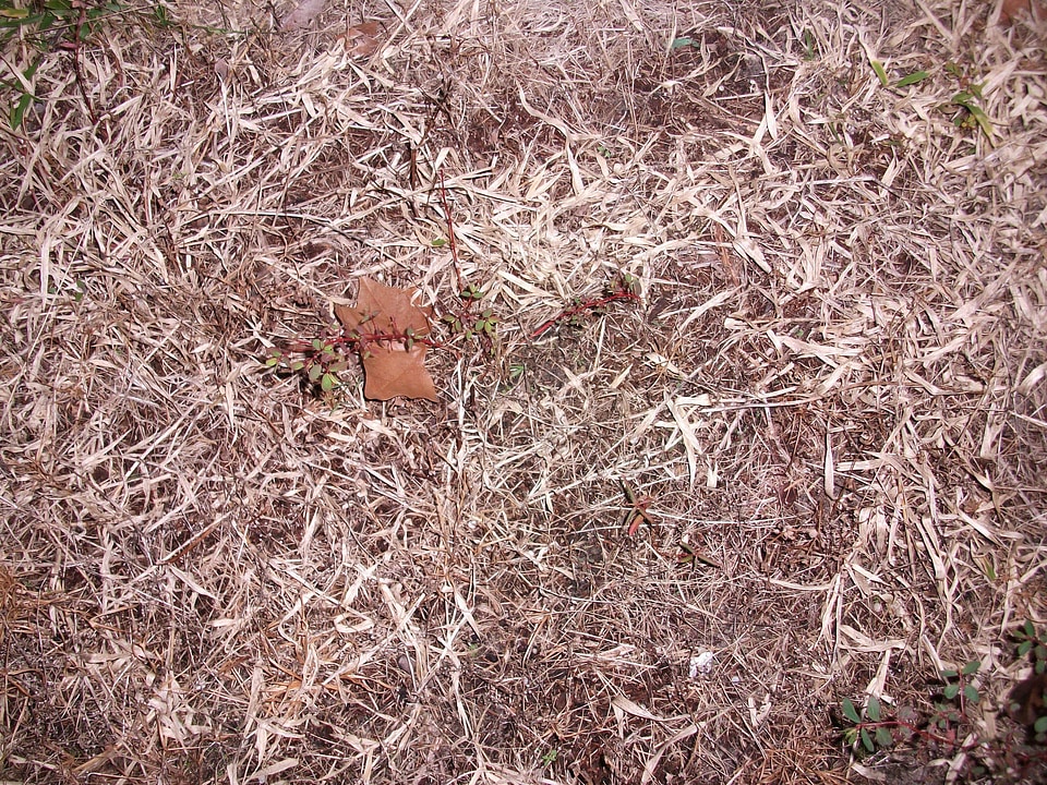 Brown dead grass plants