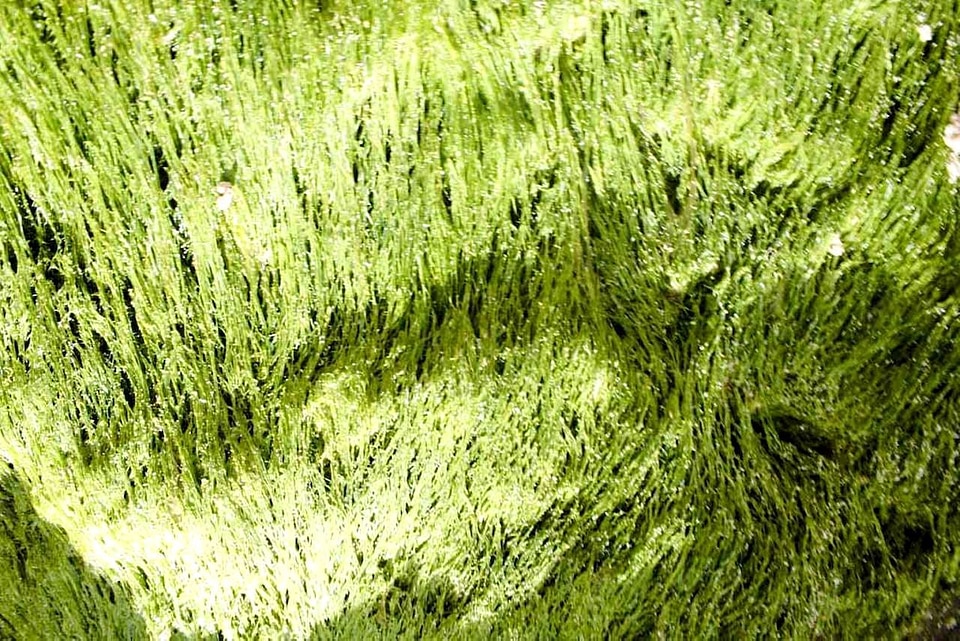 Greenery macro 