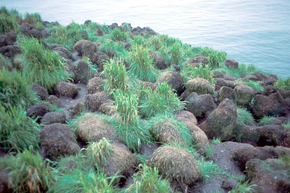 Costa grass plants greenery