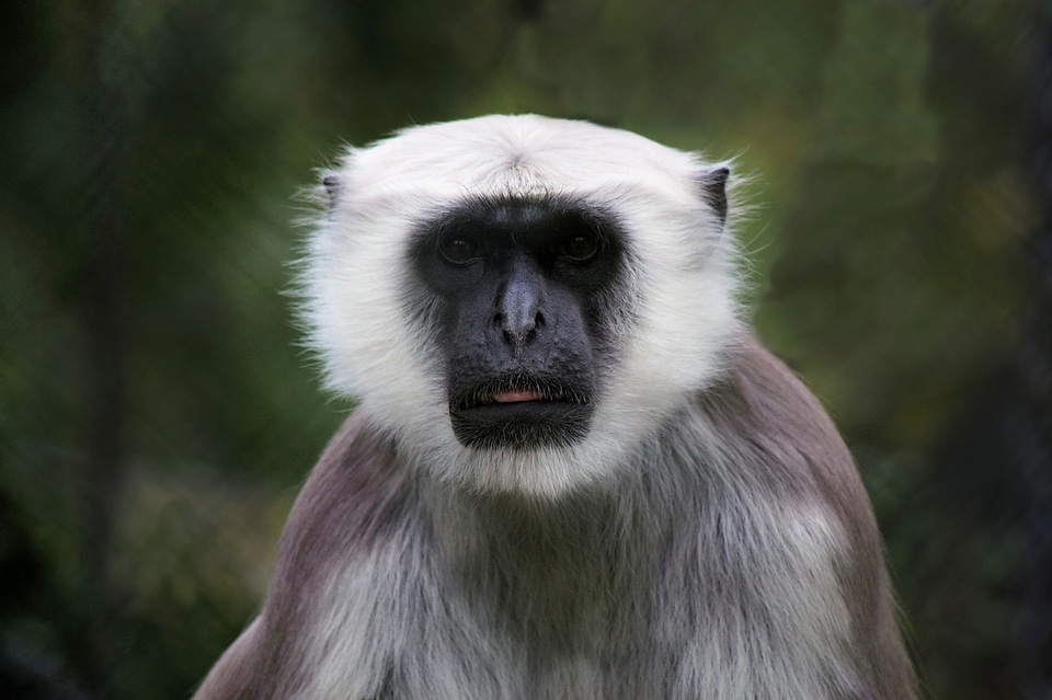 Exotic primate mammal