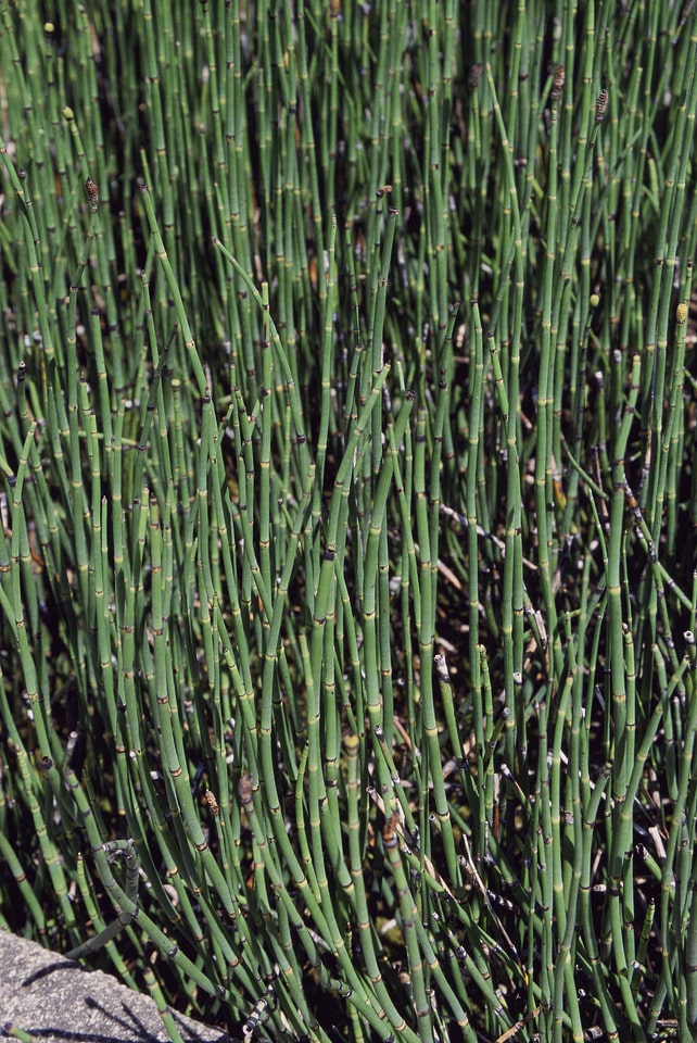 Bamboo close grass plants