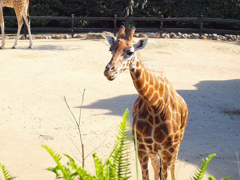 Wildlife zoology species