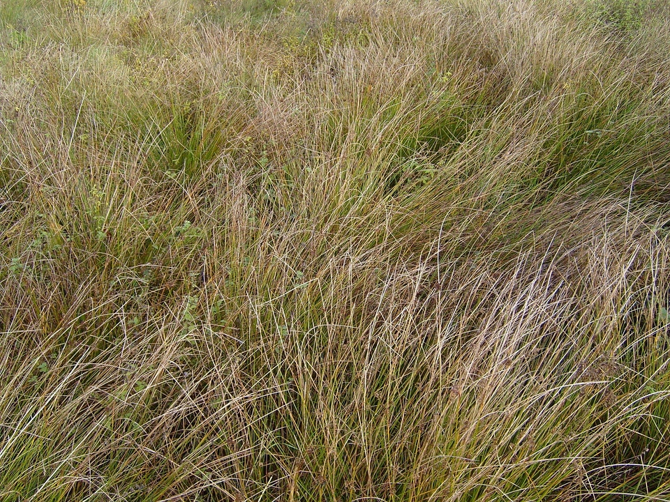 Autumn grass plants 