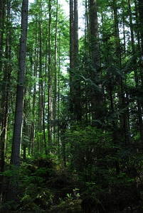 Natural woods ecology