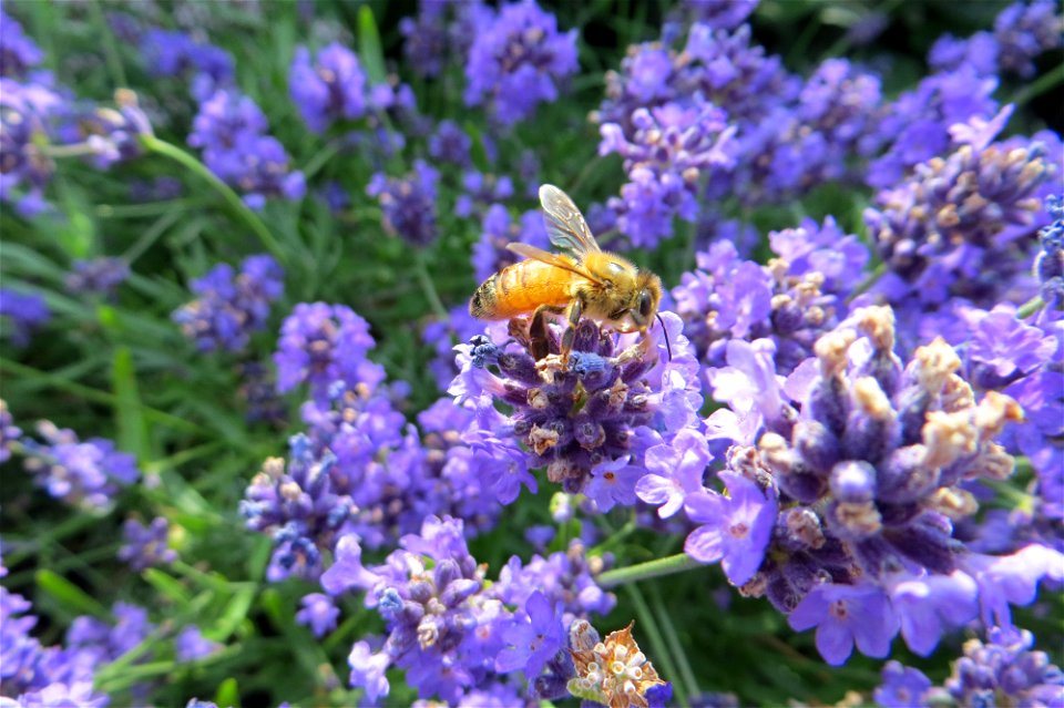 Bee 1