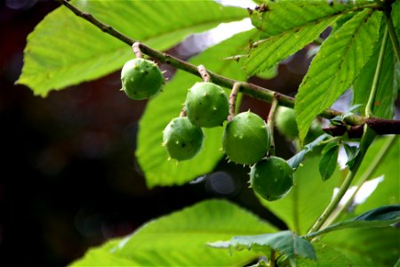 Croxteth Country Park - Conkers! photo