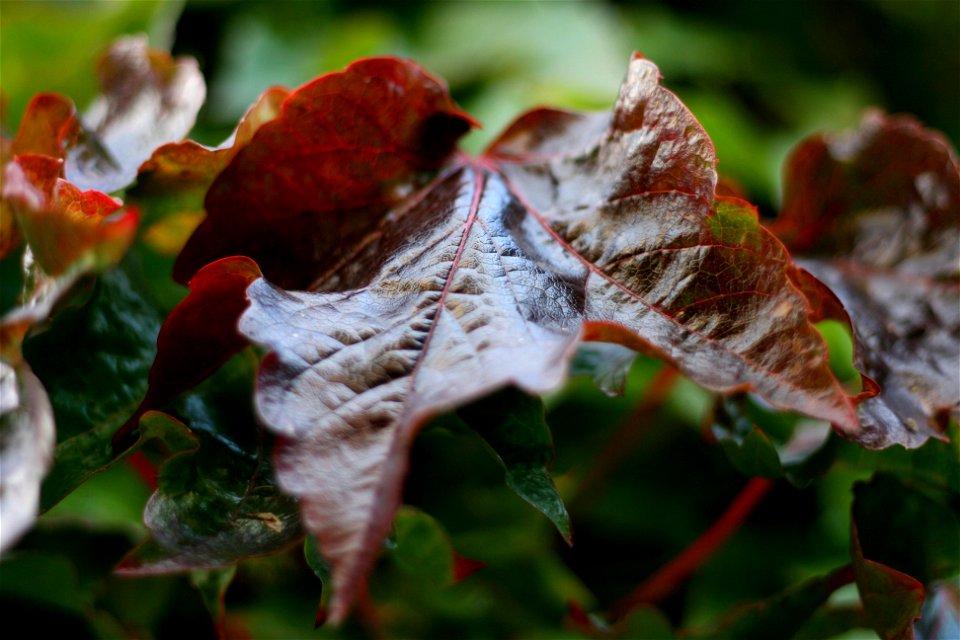 Project 365 #250: 070910 Turning Leaf