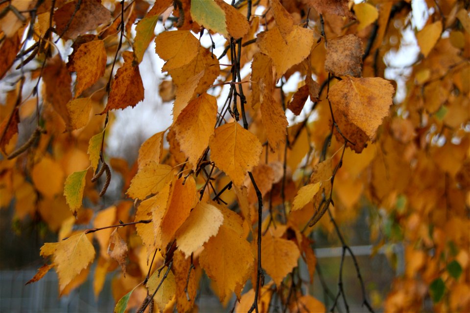 Helsinki 2011 Trip: Autumn Leaves