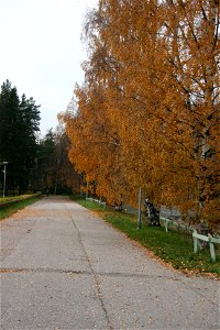 Helsinki 2011 Trip: Autumn Leaves photo