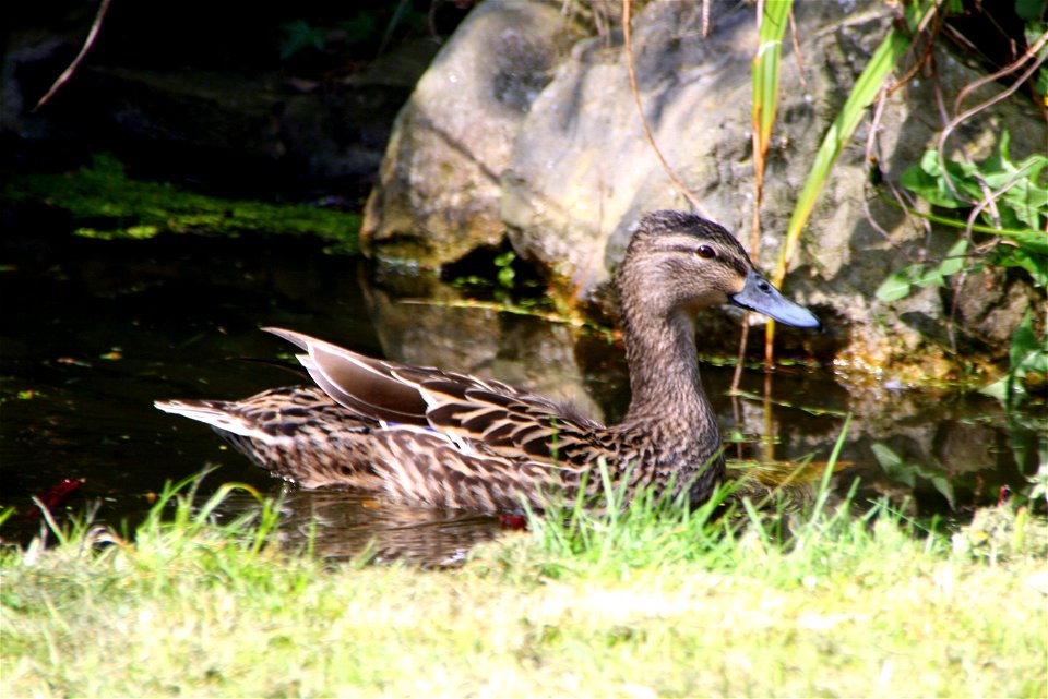 Project 365 #102: 120409 Out For A Duck photo