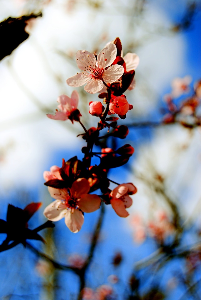 Flowers garden season photo