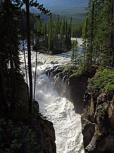 Domestic jasper national park photo