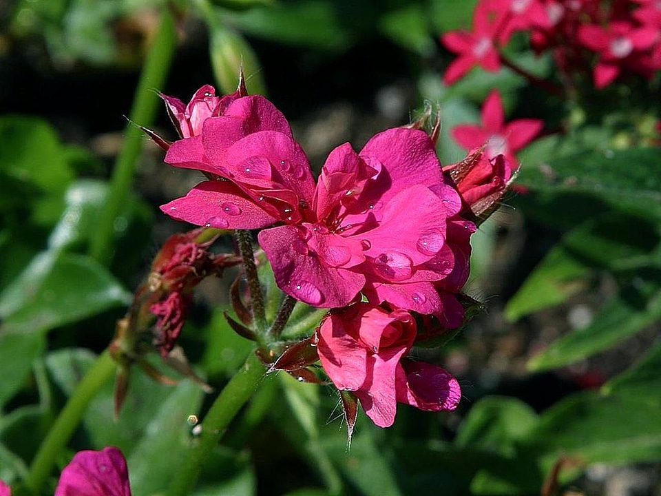 Dew flowers 