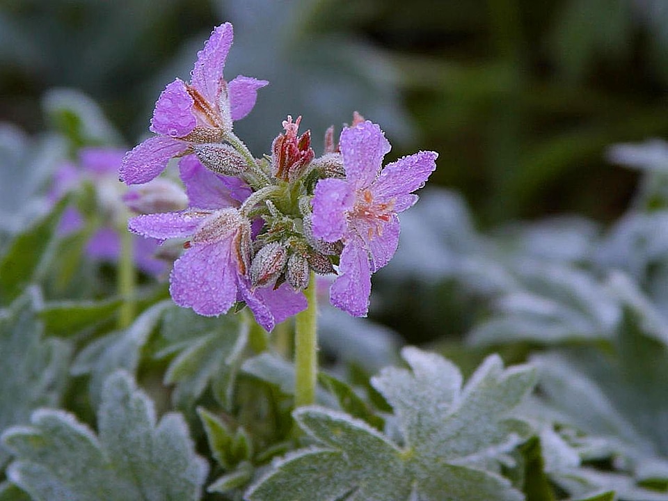 Dew flowers frost