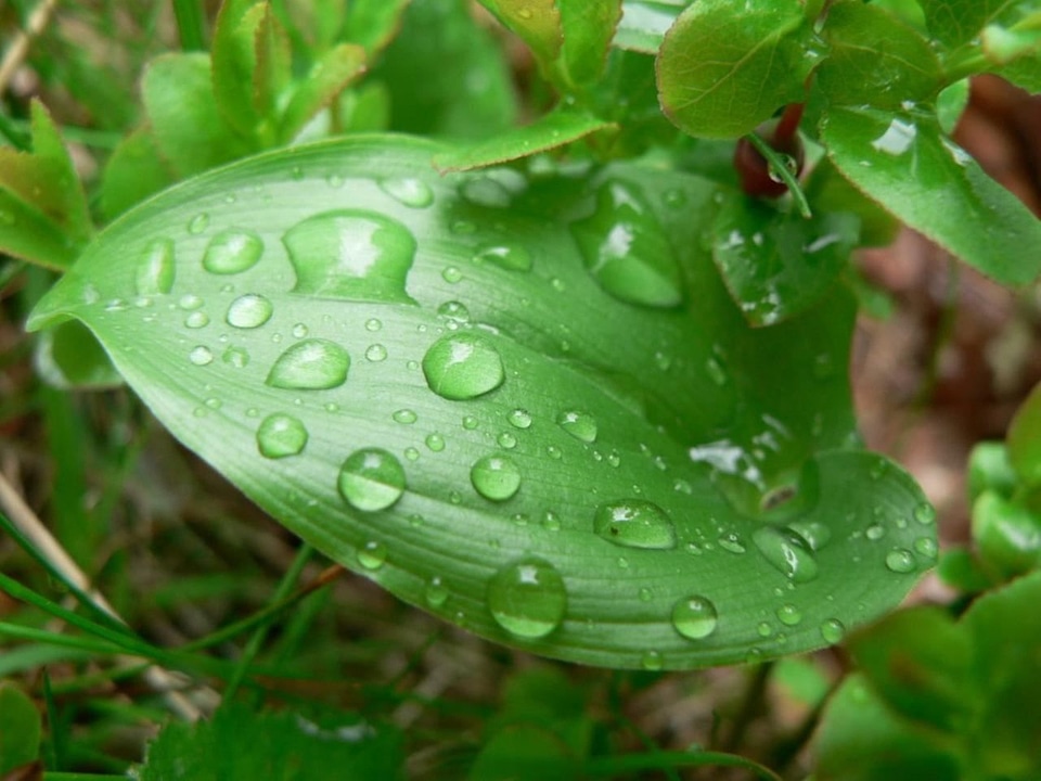 Greenery leaf 