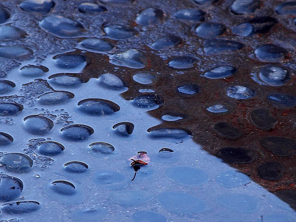 Leaf leaves reflection