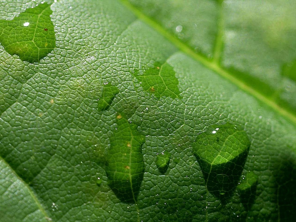 Greenery rain 