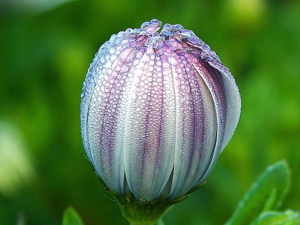 Bloom dew morning