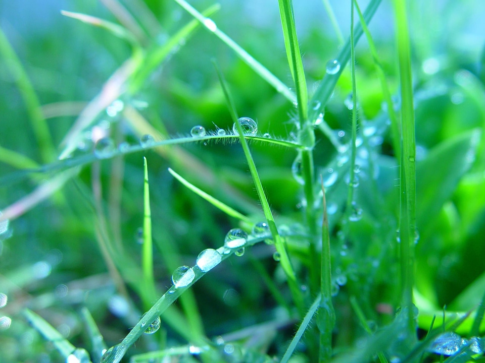 Dew grass plants greenery