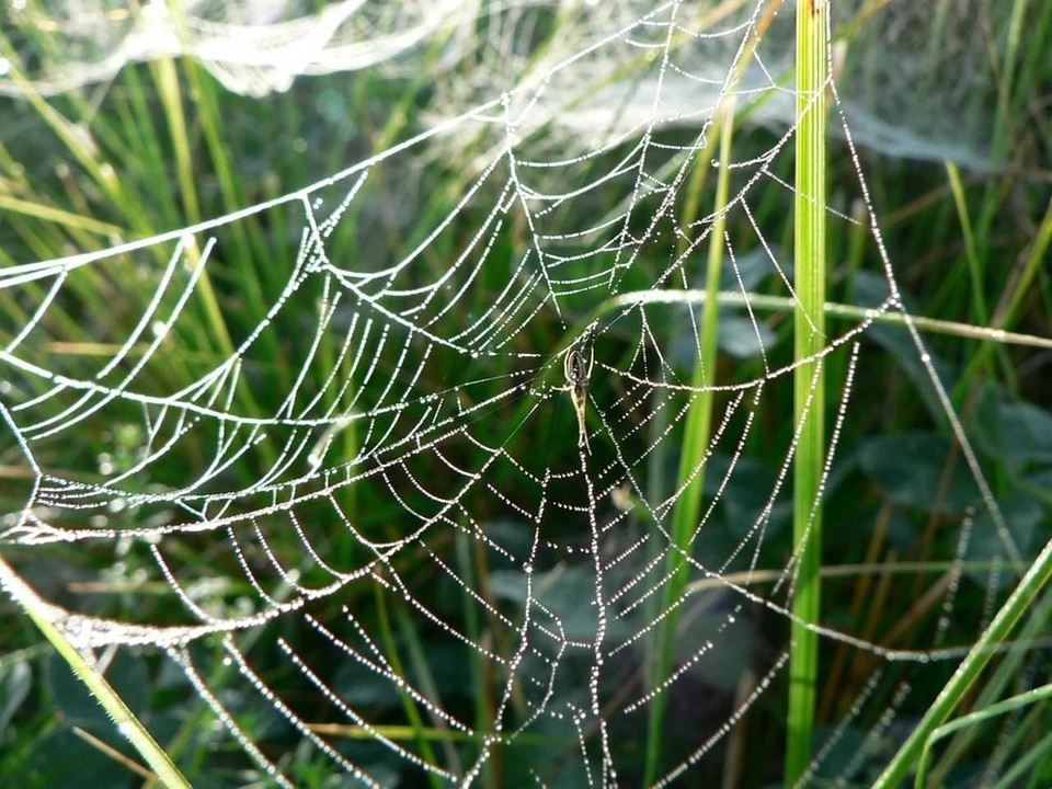 Dew spider spider web