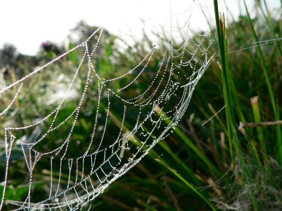 Dew grass plants spider