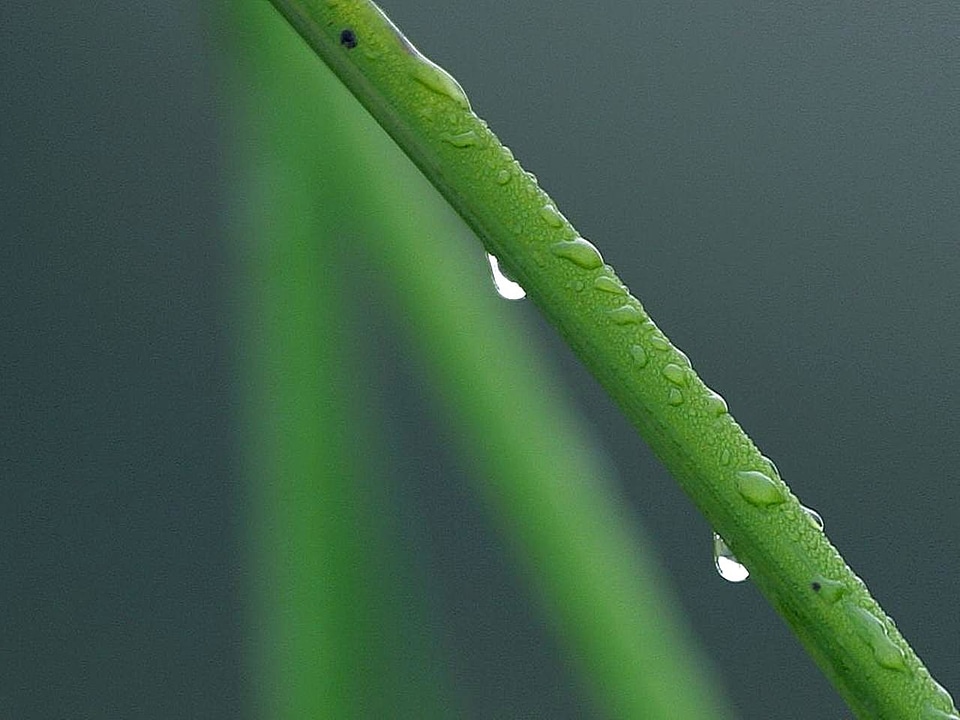 Dew drop grass plants