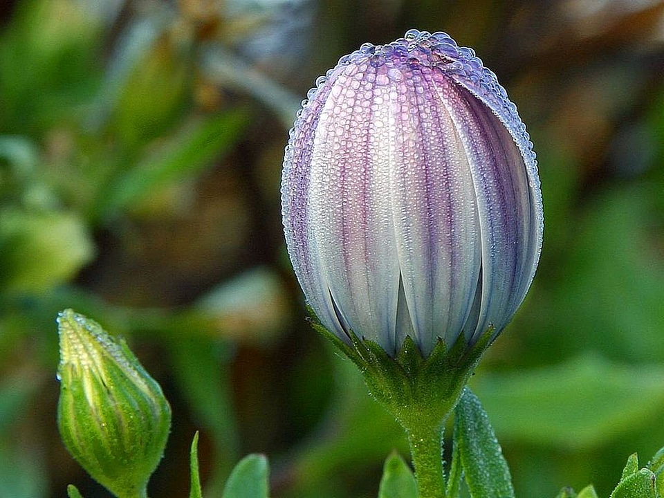 Balboa blossoming dawn