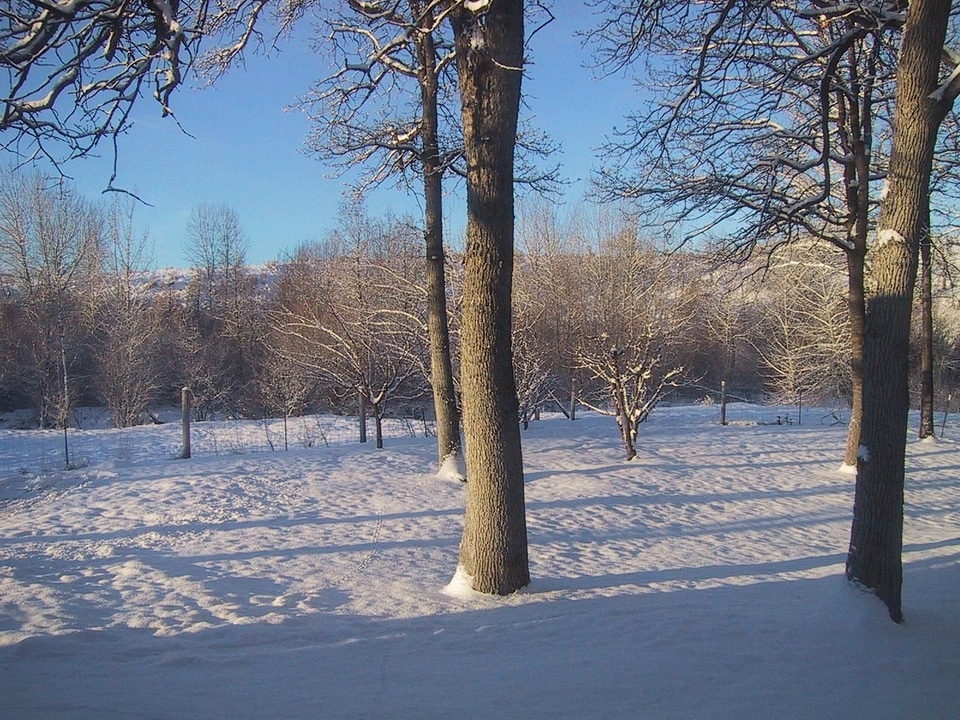 Bearing snow trees