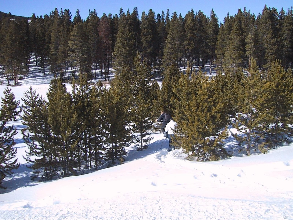 Trees  