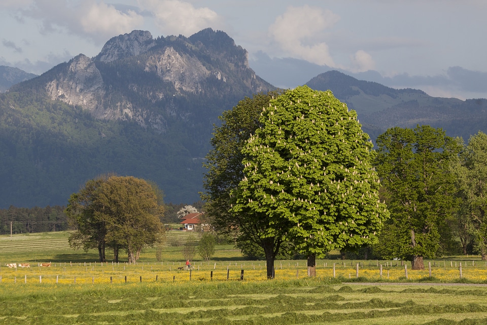 Mountains trees nature