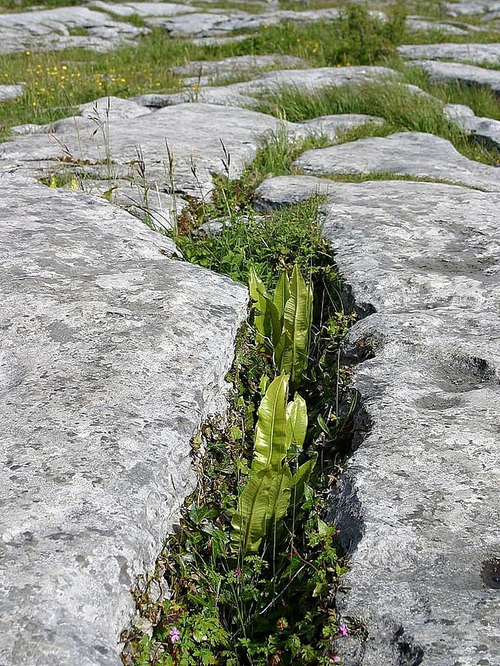 Crops limestone rocks