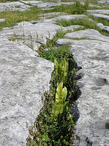 Crops limestone rocks