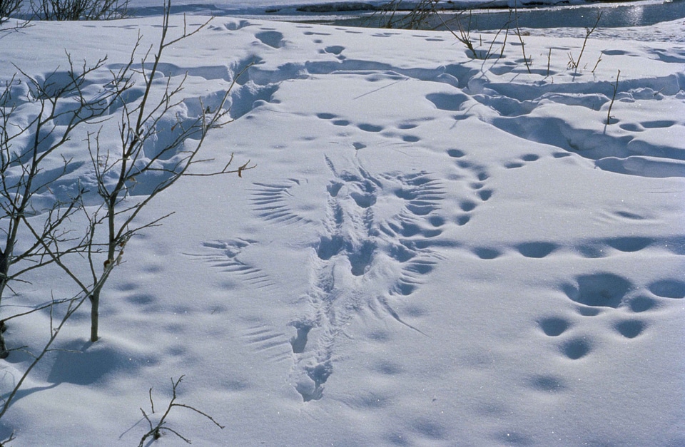 Activity animal predator