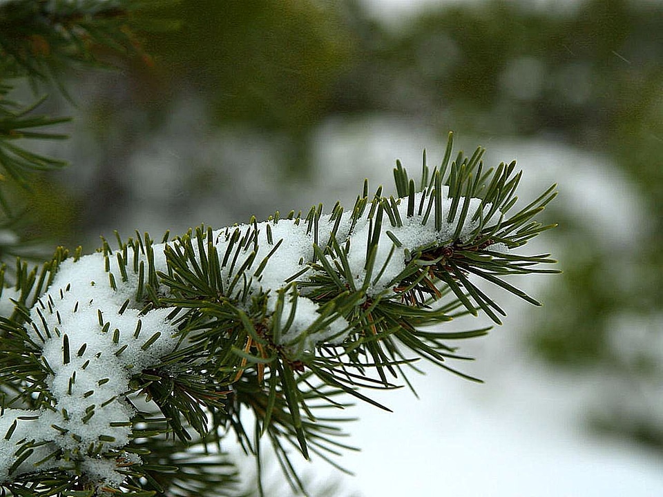 Snow conifers snowy