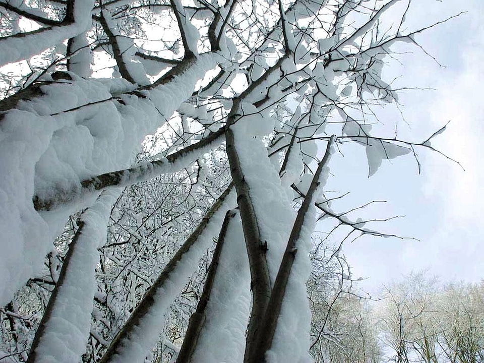 Bouquet snow tree