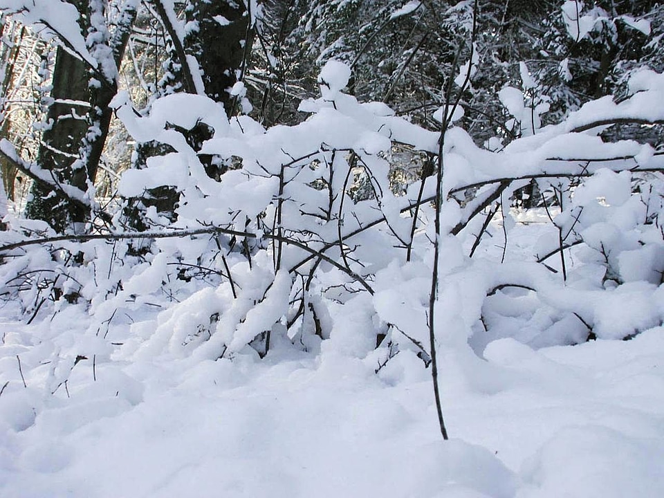 Snow  