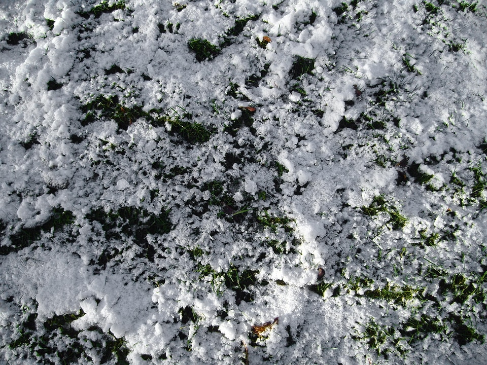 Background grass plants snow