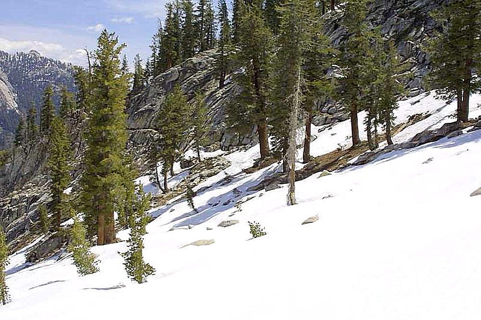 Snow trees 