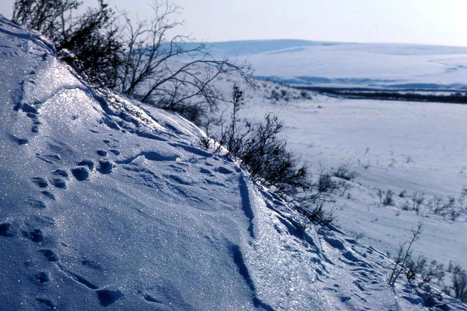 Background snow 