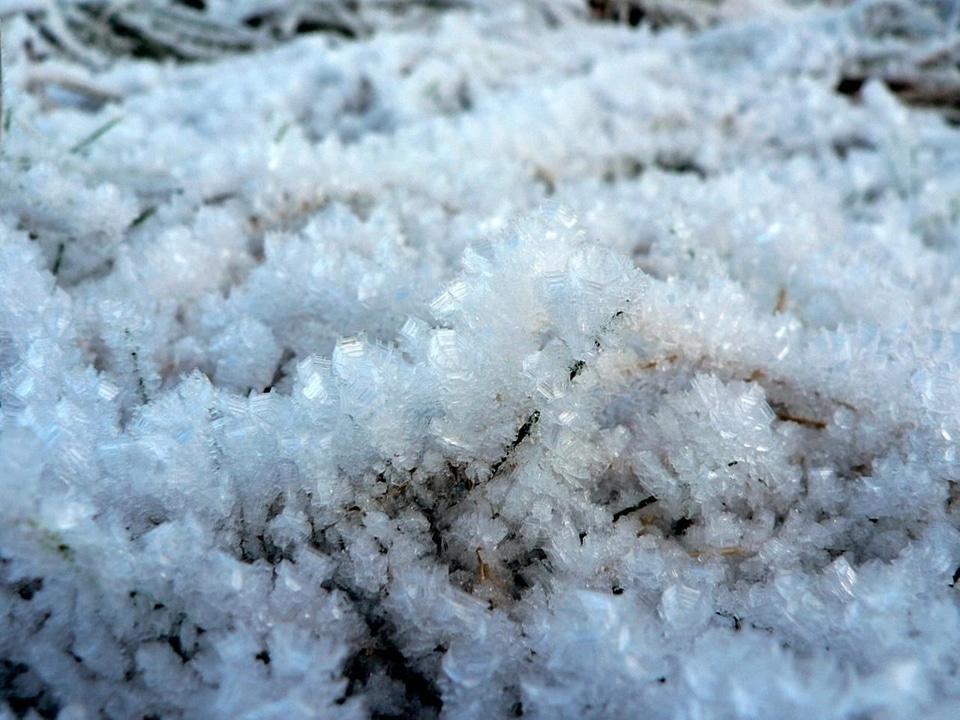 Definition frost viola