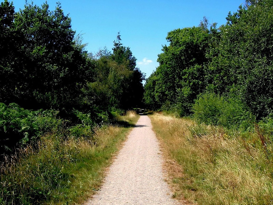 Chimney estate forest